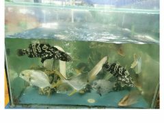 -明记海鲜大排档(巽寮湾店)