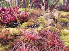 -中国科学院西双版纳热带植物园