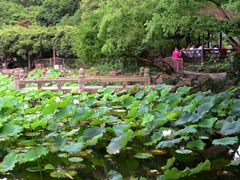 -上海醉白池公园