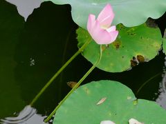 -荔湾湖公园