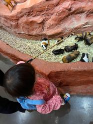 -Zoolung Zoolung动物主题公园(海信广场店)