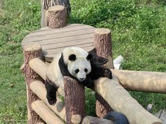-沈阳森林动物园