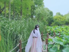 -陈家山荷花公园