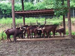 -清迈夜间动物园