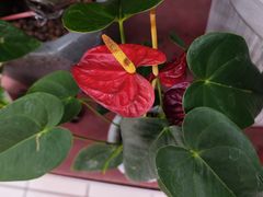 -大润发(梅兰东路店)