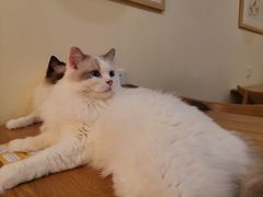 -滚猫咖啡·猫咖·猫友好撸猫(未来城店)