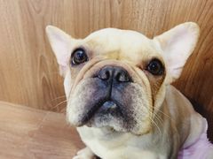 -柯斗斗主题餐厅·狗咖·围炉煮茶·茶饮(国瑞升平里店)