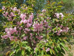 -长白岛森林公园