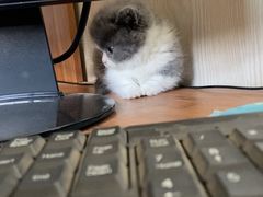 -翊宠yipet猫狗购宠庄园犬舍•猫舍