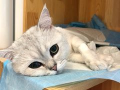 -纳吉亚猫专科动物医院博雅分院