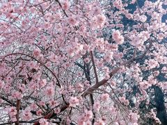 -桃花堤公园
