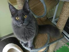 -东方名猫馆·英短金渐层布偶猫舍(环线广场1号楼店)