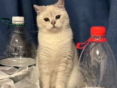 -喵zoo家庭繁育猫舍(尖东智能花园店)