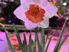 -朝来春花卉市场