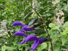 -成都市活水公园