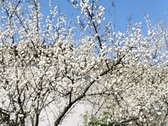 -南京市江宁方山