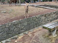-奈良公园
