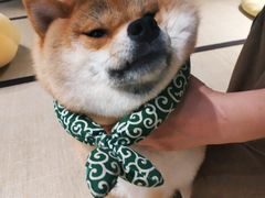 -逗柴咖啡屋·狗咖猫咖宠物桌游