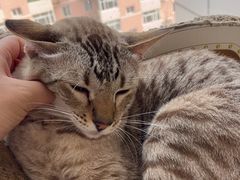 -Cappucimeow猫咪咖啡馆(韦伯时代店)
