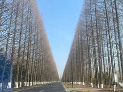 -黄海国家森林公园