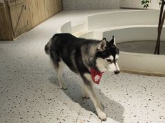 -Husky Go!哈士奇体验馆·宠物咖啡厅狗咖