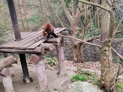 -都江堰中华大熊猫苑
