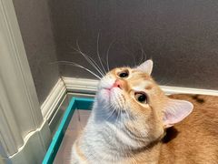 -瑞派·关忠动物医院·猫专科·犬专科(三环新城店)