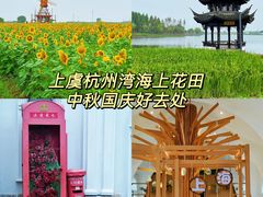 -杭州湾海上花田景区