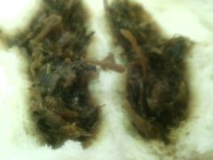 梅干菜包子-翠微家园超市(甘家口店)