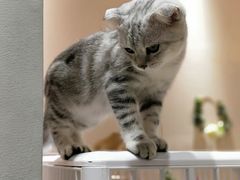 -藏猫猫咖啡主题馆(中央大道店)