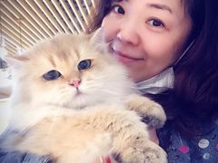 -momokira米努特·德文卷毛猫·棉花面纱犬