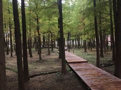 -春花秋色城市公园