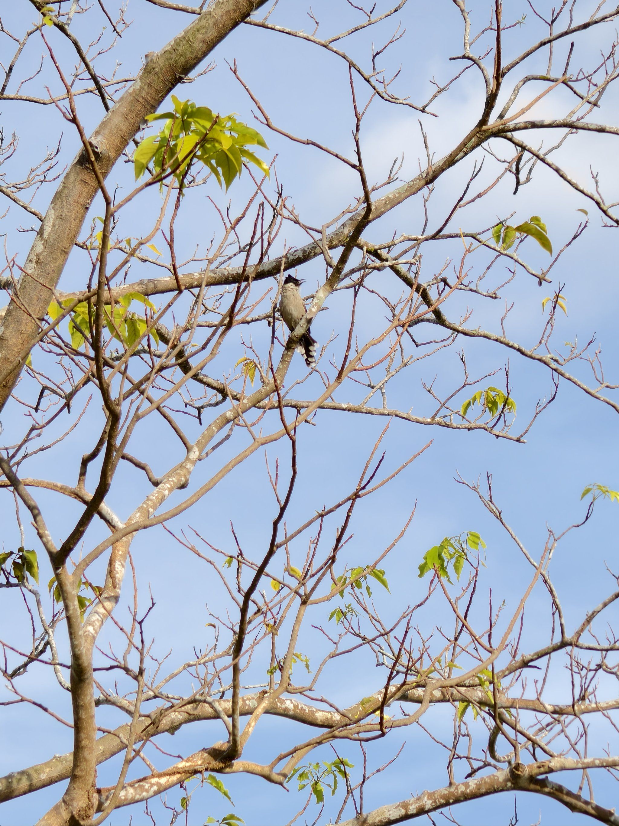 树梢上的小鸟们