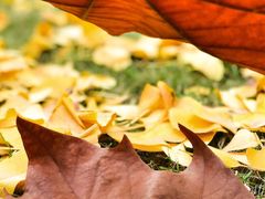 -重庆市江北嘴中央商务区中央公园