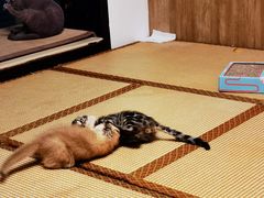 -泰国佛·塔罗·泰牌狐仙古曼