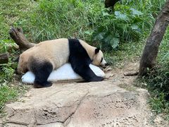 -广州长隆野生动物世界