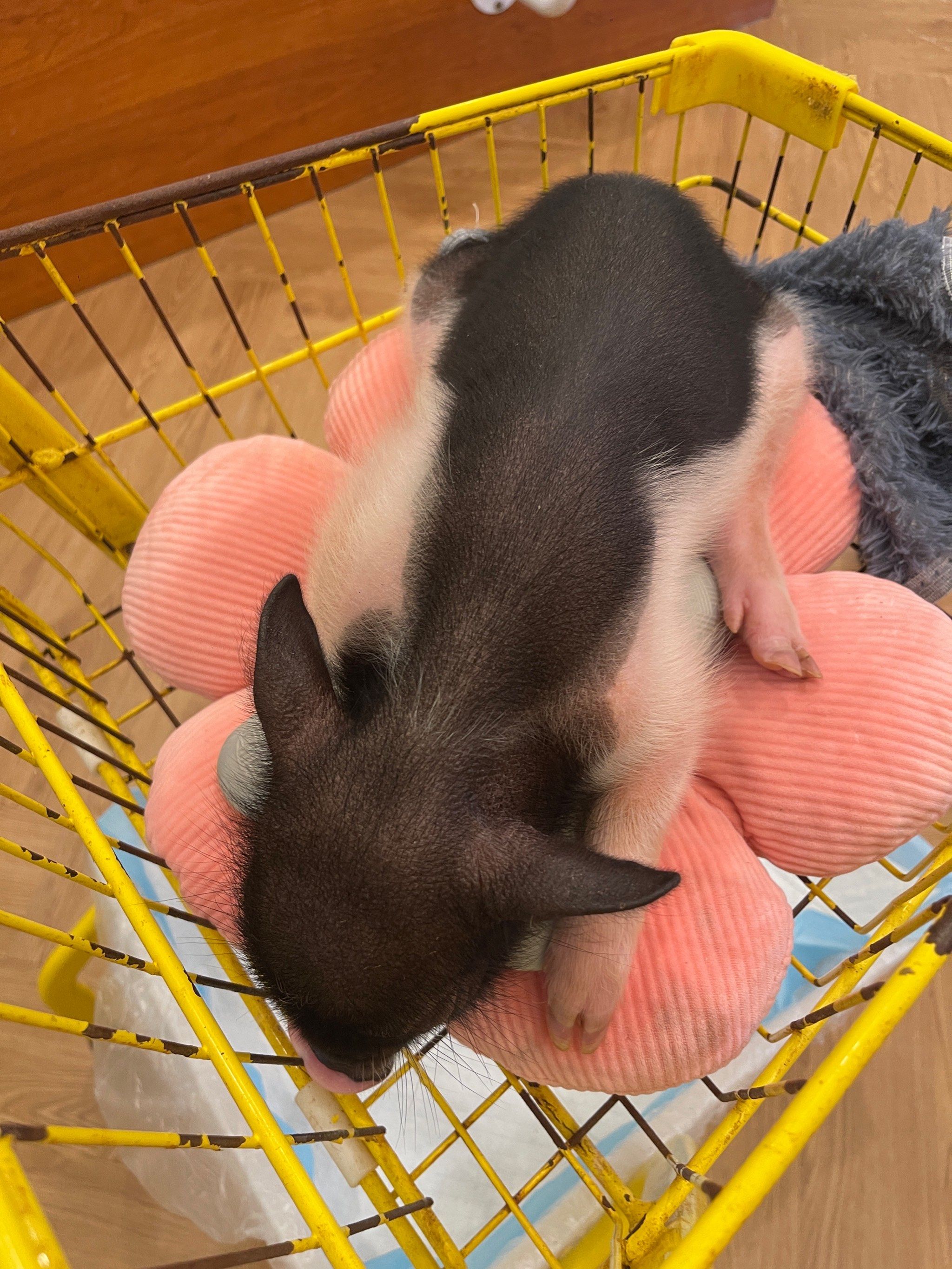 宠物猪🐷好可爱呀~小小的一只