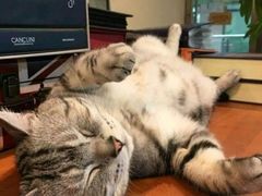 -A猫a狗全科·犬猫异宠·芥西宠物医院(南开总院)