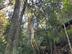 -西双版纳原始森林公园