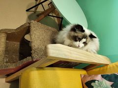 -猫在这儿猫咪咖啡馆·撸猫馆