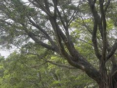 -南沙蒲洲花园