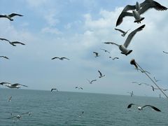 -海驴岛(荣成市)