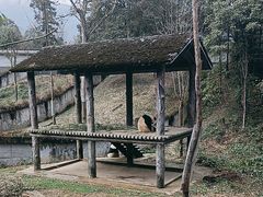 -中国大熊猫保护研究中心雅安碧峰峡基地