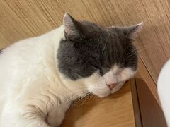 -MOCHA明星猫咖(田子坊店)
