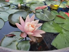 -麒麟小院·老九江菜(安平路店)