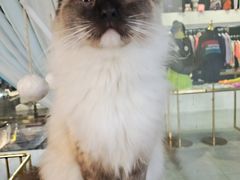 -喵喵咪呀布偶猫咖(春熙路店)