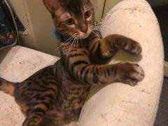 -猫色咖啡·猫咖
