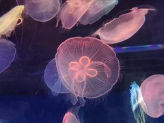 -青岛海底世界-水族馆