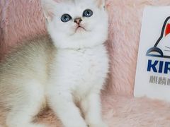 -十年猫舍·猫咪专门店(普陀店)