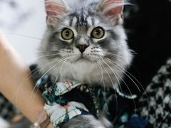 -lincat·猫舍(广州店)